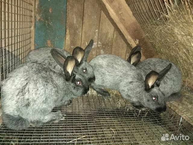 Кролики полтавское серебро купить на Зозу.ру - фотография № 2