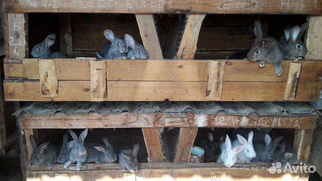 Кролики Ризен купить на Зозу.ру - фотография № 1