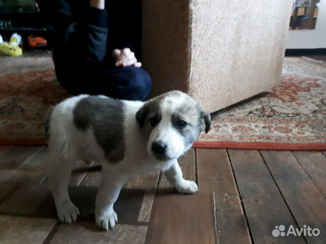 Собака смесь купить на Зозу.ру - фотография № 3
