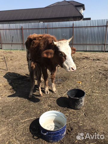 Корова с телёнком, Бичок родился неделю назад купить на Зозу.ру - фотография № 3