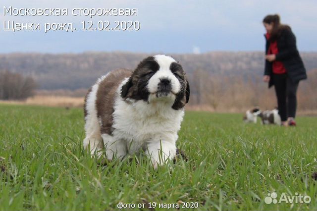 У вас собаки нет У нас есть щенки купить на Зозу.ру - фотография № 1