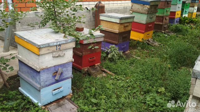 Пчелосемьи продаются, на 10 рамках, рутовские купить на Зозу.ру - фотография № 4