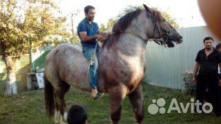 Лошадь купить на Зозу.ру - фотография № 10