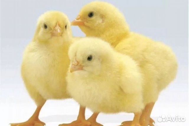 Продаются цыплята суточные цветные купить на Зозу.ру - фотография № 1