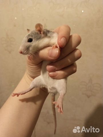 Крыса, самка купить на Зозу.ру - фотография № 2