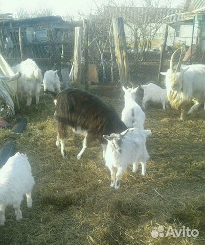 Очень добрый козёл 3 года, козы, козлята на мясо купить на Зозу.ру - фотография № 6