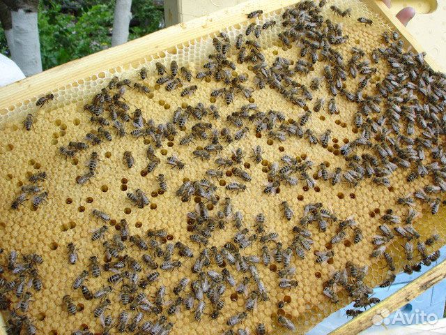 Пчелы,пчелопакеты купить на Зозу.ру - фотография № 1