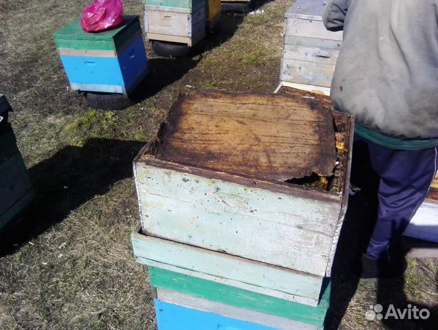 Продажа пчелосемей купить на Зозу.ру - фотография № 10