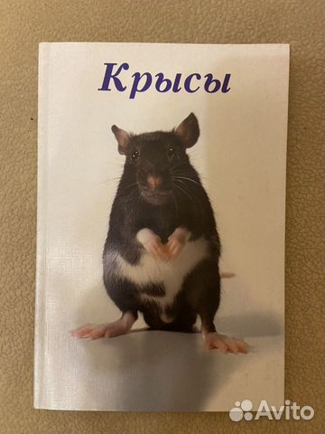 Крысы уход Крысы уход