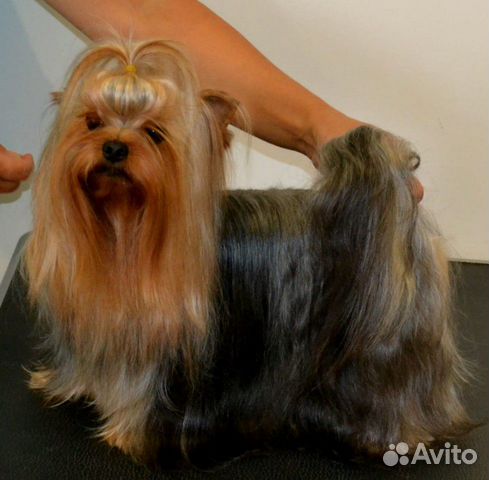 Йоркширский терьер, кобель для вязок