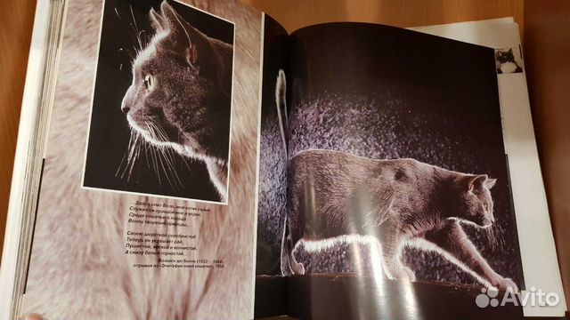 Энциклопедия кошки Энциклопедия кошки