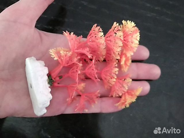 Растение для аквариума новое Растение для аквариума новое