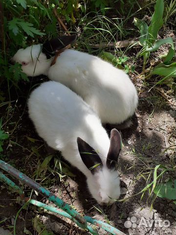 Кролики" Колифорнийские" купить на Зозу.ру - фотография № 2