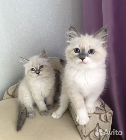 Самые невские маскарадные котята Самые невские маскарадные котята
