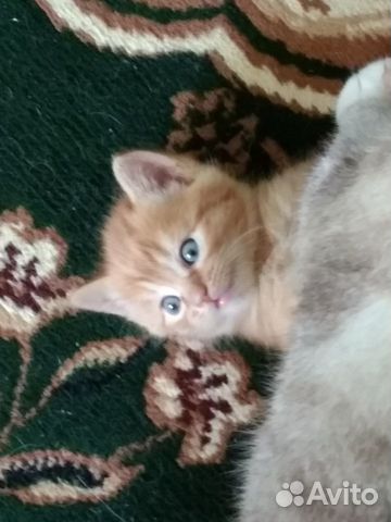Котёнок рыжая кошечка 1,5 месяца купить на Зозу.ру - фотография № 2