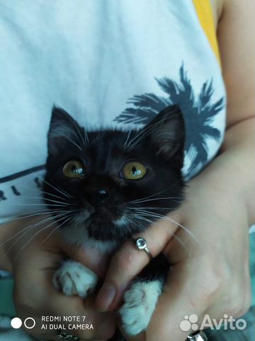 Котечка 2,5 месяца Котечка 2,5 месяца
