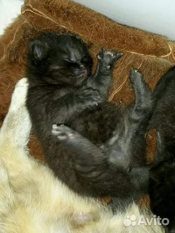Котёнок ищет дом Котёнок ищет дом