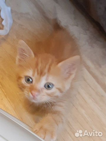 Котенок ищет дом