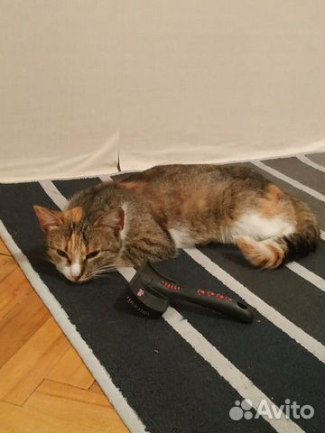 Кошка в добрые руки