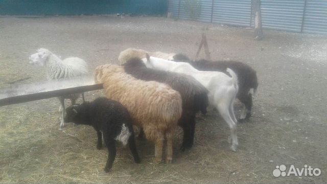 Овцы, бараны купить на Зозу.ру - фотография № 5