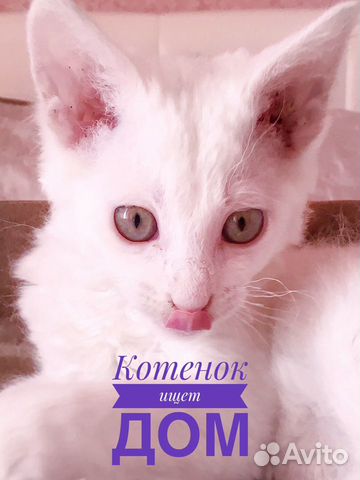 Котёнок ищет дом Котёнок ищет дом