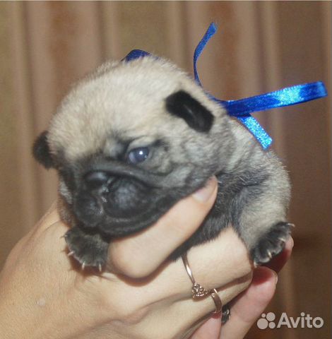 Мопсики щенки Мопсики щенки