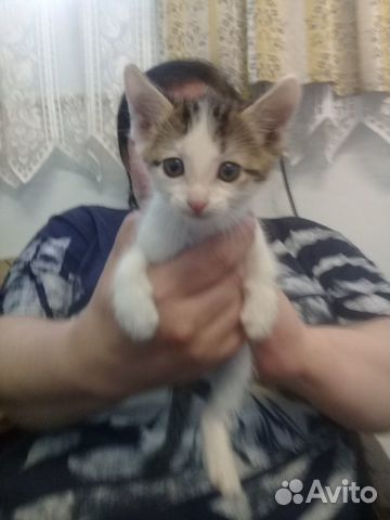 Отдадим котят в добрые руки-можем привезти сами