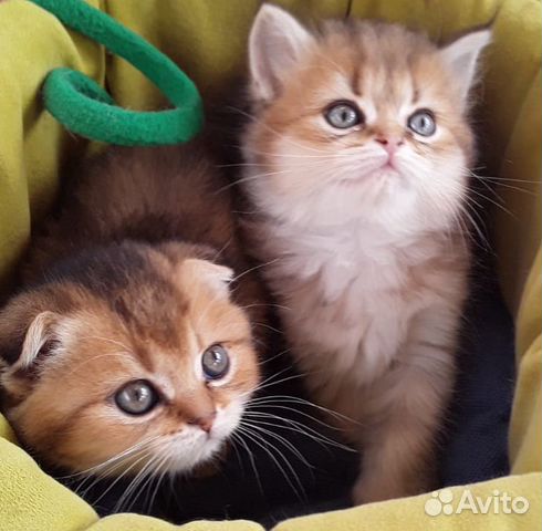 Золотые Шиншиллы