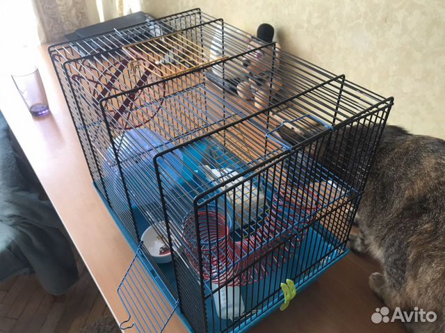 Клетка Клетка