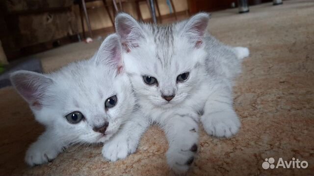 Шотландские котята Шотландские котята