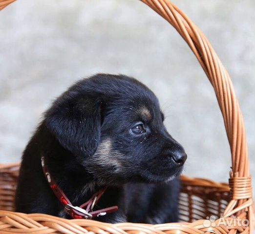 Щенок в добрые руки