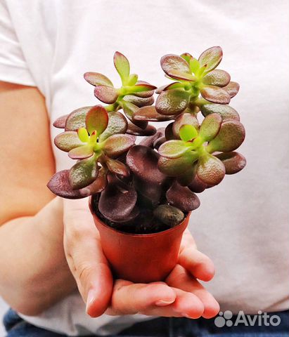 Крассула Овата Минор (Crassula ovata Minor)