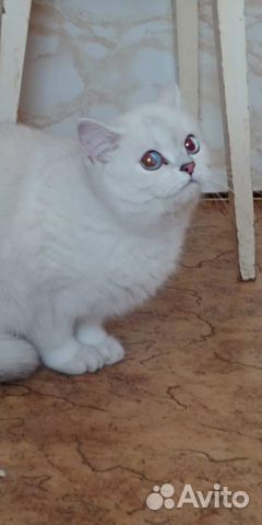 Британская кошка Британская кошка