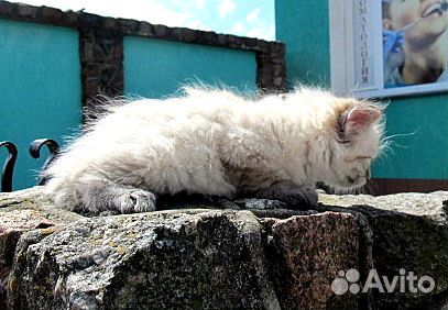 Невские Маскарадные котята