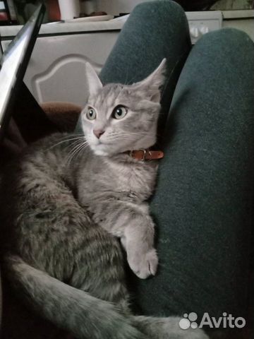 Стерилизованная кошка