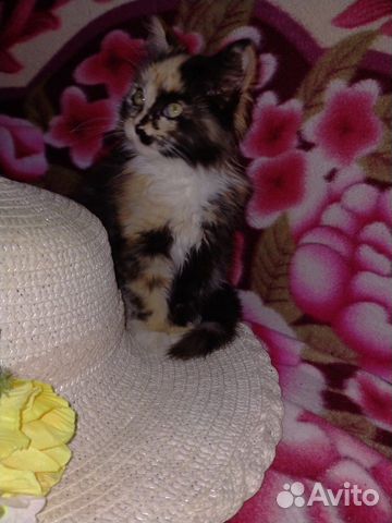 Котята в добрые руки Котята в добрые руки
