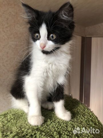 Котенок кошка в дар бесплатно в добрые руки