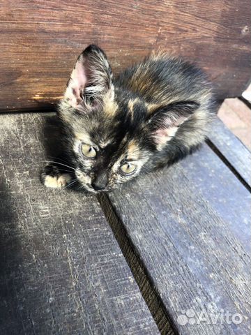 Кошечка Кошечка