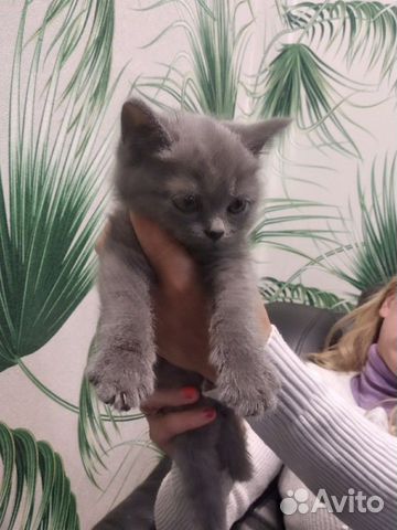 Кошка Кошка