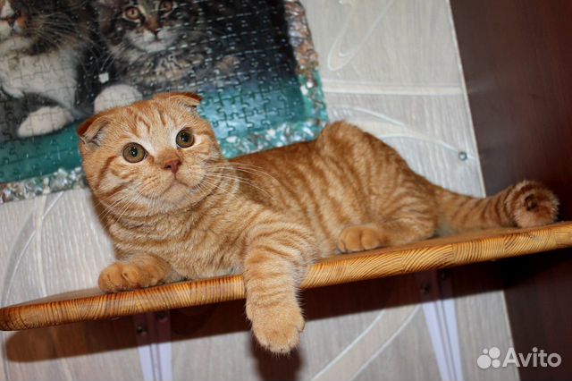 Кот Карасик 4 мес