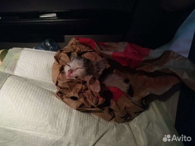 Котенок ищет семью