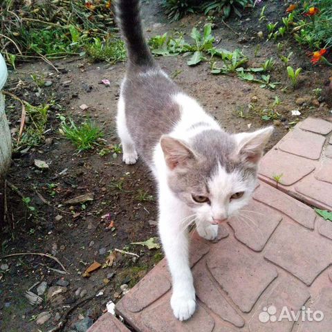 Кот