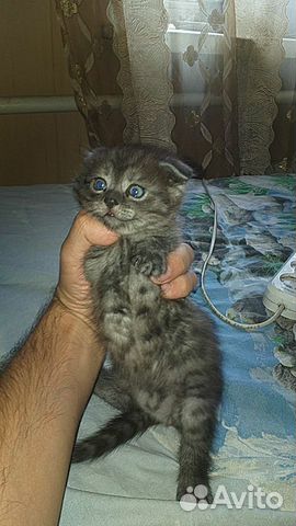 Котята