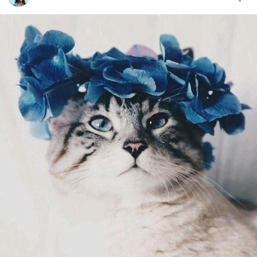 Эстетик котики
103