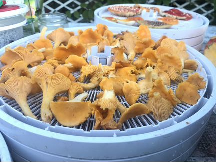 Грибы Лисички Сушеные / Порошок / Капсулы 2020