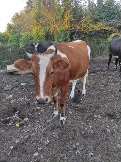Айширская корова - фотография № 2