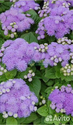 Цветочная рассада однолетних культур