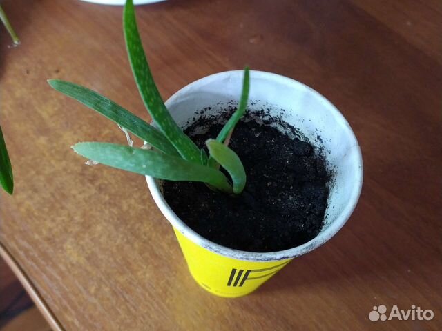 Алоэ ростки бесплатно