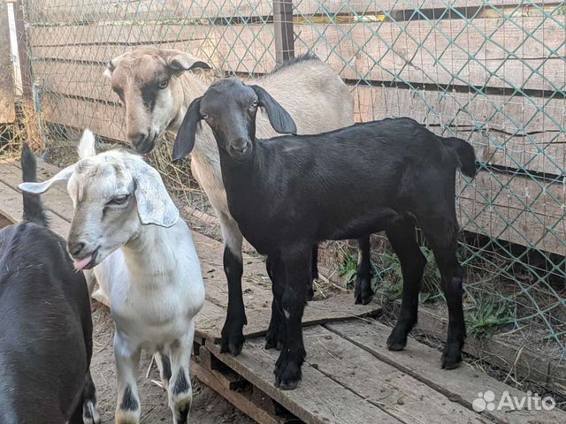 Продаются нубийские козлята 4 месяца