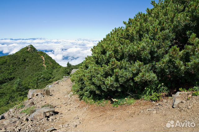 Семена стланик кедровый стланик кедр орех стланика